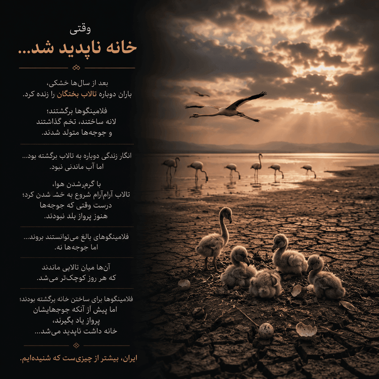 تی‌شرت فلامینگو